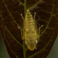 Cicadelle Scaphoideus titanus, vecteur de la flavescence dorée de la vigne, sur une feuille