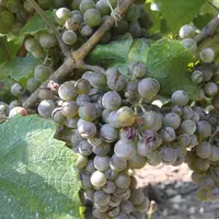 vigne de cépage chardonnay infectée par de l'oïdium. grappe de raisin présentant des symptômes de la maladie. Grain éclat