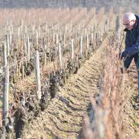 Viticulture. Taille de la vigne au château Mission Haut Brion dans le Bordelais. Homme au travail. Manipulation du sécateur. h
