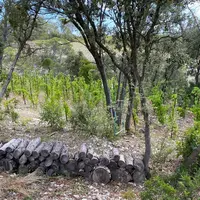 Parcelle de vigne avec arbres à la Colline des Louves