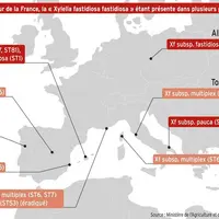 Carte d'Europe avec les populations de Xylella fastidiosa.