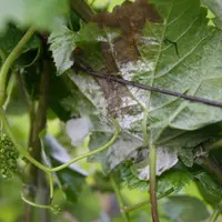 Viticulture . Maladies de la vigne . symptômes de mildiou sur feuilles et grappes en début floraison dans le vignoble de Champ
