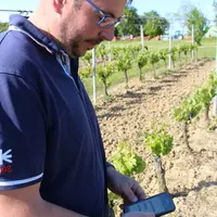 Viticulteur sur son smartphone dans les vignes.