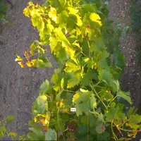 Image de vigne prise par un capteur de l'entreprise Chouette.