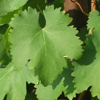 Les vrilles du negroamaro sont de couleur vert clair et les feuilles rougissent totalement à l'automne.