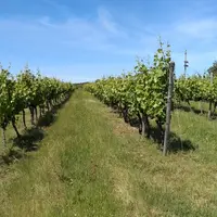 Cerfrance Poitou-Charentes synthétise les données d'une centaine d'exploitations du vignoble cognaçais pour élaborer