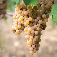 Grappe de calardis blanc.