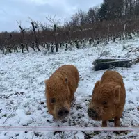 Cochons nains de race Kuhn Kuhn à côté de vignes en hiver.