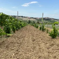 Vignoble expérimental en Italie avec essai sur les hydrorétenteurs.