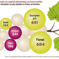 <em class="placeholder">Graphique = Floreal et souvigner gris sont les variétés résistantes les plus plantées Surfaces 2023 des 10 variétés résistante