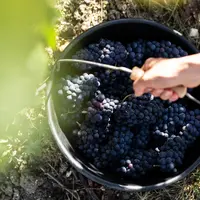 Vendanges en août 2020.