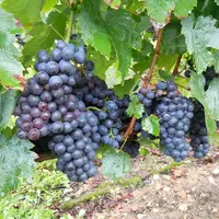 Grappes de genouillet