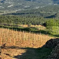 parcelle de vigne clôturée