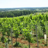 Vignes en Charente, vers Saint-Sornin.