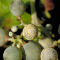 Oïdium de la vigne sur grains de raisin
