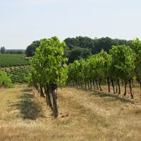 Vignes en Entre-deux-Mers