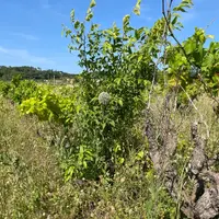 Vigne abandonnée à Saint-Gervais dans le Gard.