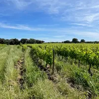 Vigne plantée selon les courbes de niveau. Les Keylines, ou lignés clés, sont des sillons de 60 à 90 cm de profondeur créés en
