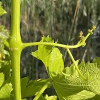 Filage dans le muscadet