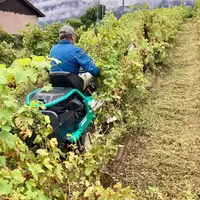 Tondeuse autoportée Orec Rabbit RM60W dans les vignes