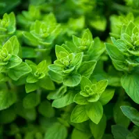 Green oregano, seasoning and spice, wild marjoram. grown in Turkey