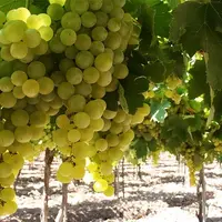 Feuille de torrontés riojano