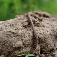 vie du sol. lombric. organisme vivant. ver de terre. activité de la biomasse microbienne.