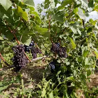 Pied de Pinot Meunier avec des grappes de raisin echaudees.