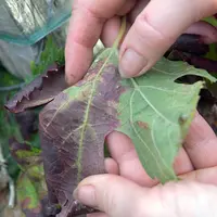 Feuille avec des symptômes de flavescence dorée