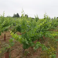 Une parcelle de vigne bio en Val de Loire