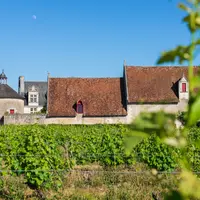 Paysage de vigne dans le vignoble de l'AOP touraine