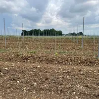 Jeune plantation d'une parcelle en vitiforesterie, au domaine Jean Martell, à Javrezac, en Charente, le 13 juin 2023.
Le