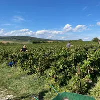 Vendanges manuelles à Tauxières, dans la Marne, le 15 septembre 2023, chez Dominique Cadel. Vendange de pinot noir en caisses