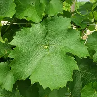 Feuille de vigne de la variété 'artys