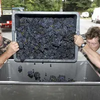 Viticulture. Vendanges en Champagne. Récolte du raisin de cépage pinot noir.   Egrappage. Matériel d'oenologie. Egrappoir