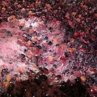 moût de syrah en fermentation
