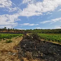 Parcelle de vigne des Corbières dans l’Aude touchée par le feu