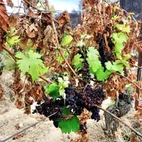 Ceps et raisins ayant subi l'impact de l'incendie du 5 août 2025 dans l'Aude