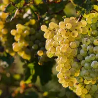 Grappes du cépage petit meslier
