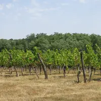 Vignes du château Haut-de-Lerm à St Martin de Lerm en Gironde