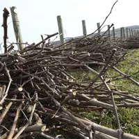 Viticulture. taille d'une jeune vigne en Champagne. vignes de cépage pinot noir. tas de sarments.