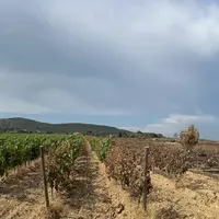 Parcelle de vignes touchée par un incendie