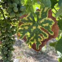 Vigne exprimant des symptômes foliaires d' esca, une maladie du bois, en été.