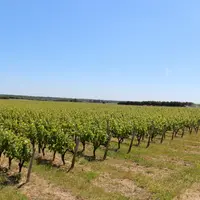 Paysage de vigne en AOC touraine-oisly, dans le val de Loire