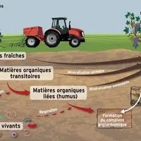 <em class="placeholder">schéma de l'évolution de la matière organique dans un sol</em>