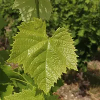 feuille de vigne xinomavro