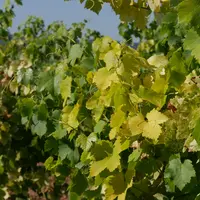 Parcelle vigne atteinte de court-noué, maladie causée par un virus GFLV et transmis par des nématodes du sol.