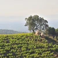 Vignes dans les Pyrénées-Orientales