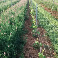 Viticulture. Couvert végétal de légumineuses (sainfoin, luzerne méditerranéene, trèfle de perse, trèfle incarnat) et plantes d