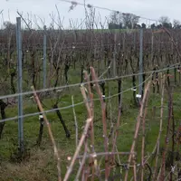 Vigne / 09-Pretaillage